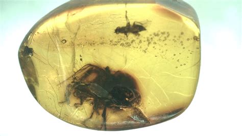 genuine amber with insect.